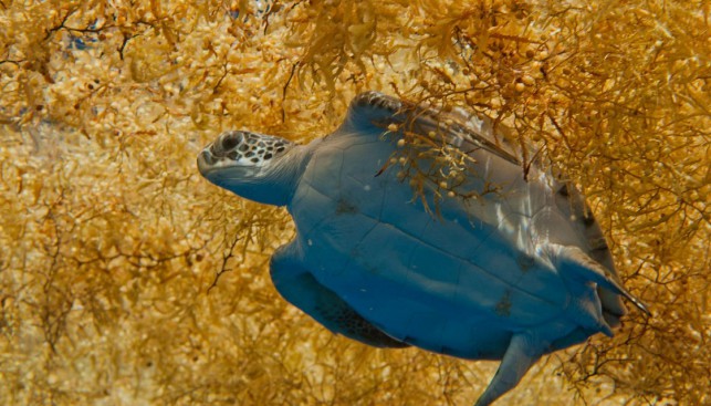 Среди саргассовых водорослей черепахи выискивают себе лакомство – медуз и креветок