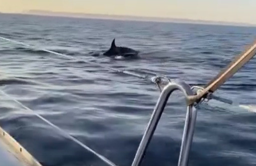 Опять эти косатки! Наглядно…