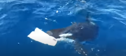 Косатки продолжают хулиганить