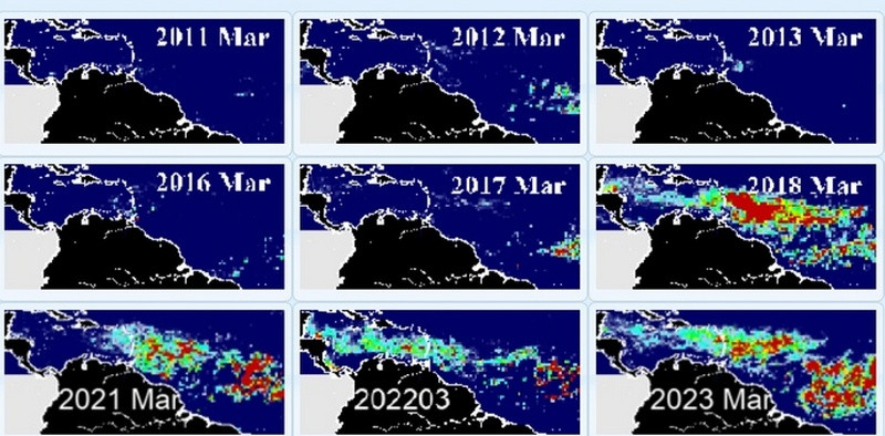 Морские водоросли становятся проблемой