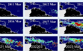 Морские водоросли становятся проблемой 