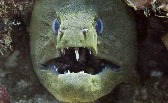 Мурены. Вообще-то они мирные…