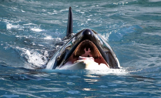 Есть жизнь в ките. А в косатке?