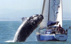 Опасные игры с китами
