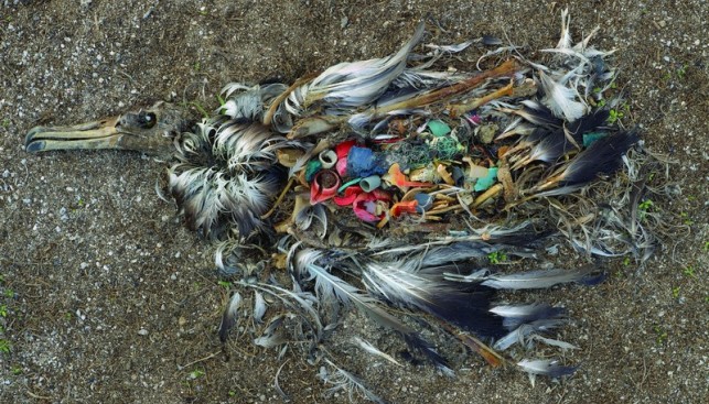 Пластиковый мусор является причиной гибели более миллиона морских птиц в год, а также более 100 000 морских млекопитающих.