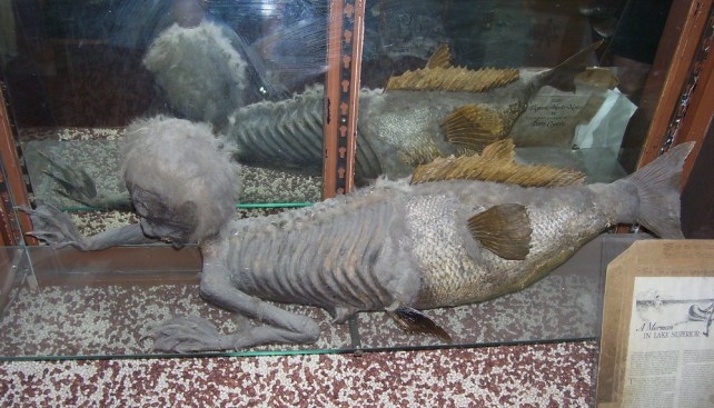 Мумия человекоподобного существа с рыбьим хвостом в экспозиции музея города Бакстон, Великобритания