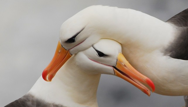 Чернобровый альбатрос тот еще красавчик, его ресницам позавидуют и в Париже