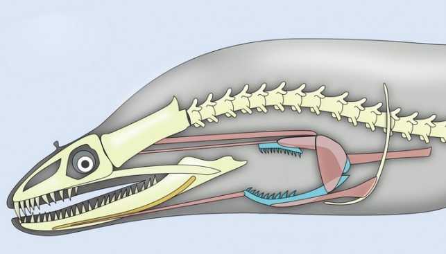 Мурены обладают уникальным механизмом заглатывания добычи!