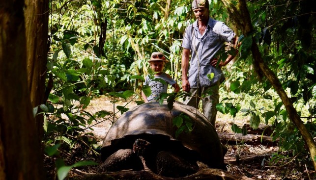 На острове гигантские черепахи чувствуют себя в безопасности