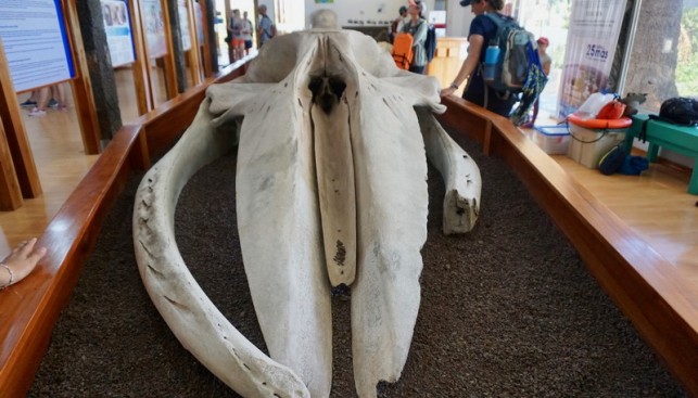 В музее Чарльза Дарвина представлен скелет гигантского кита