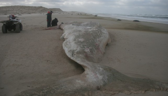 Киты иногда приплывают сюда умирать, как этот гигантский кашалот, уже занесенный песком
